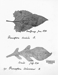 Peronospora arborescens image